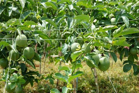Vietnamese passionfruit