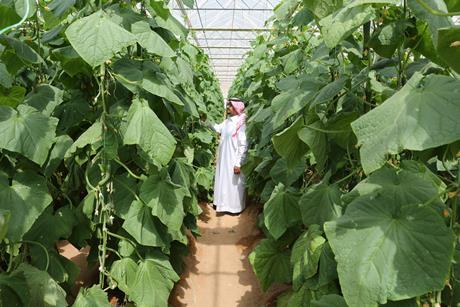 Food production_Saudi Arabia