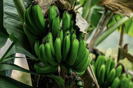 Peruvian bananas Adobe Stock