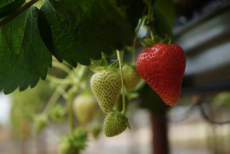 Dole UK AgriSound strawberries
