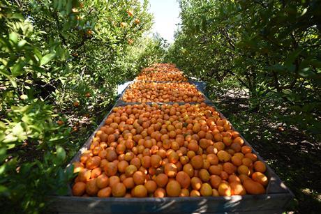 Argentina Entre Rios citrus