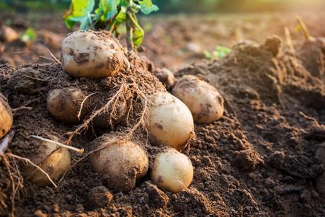 kartoffeln auf dem feld - AdobeStock