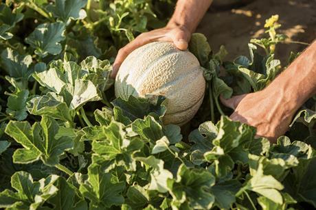 BASF melon production