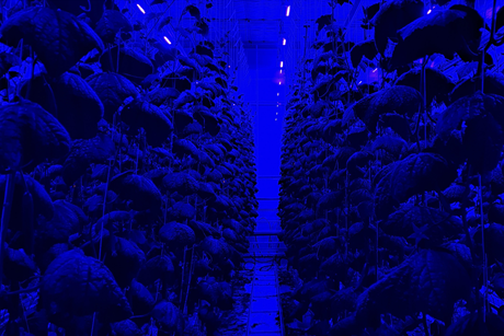 B-SML Sollum Delphy cucumbers