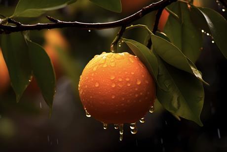 Orange on tree in rainstorm Adobe Stock