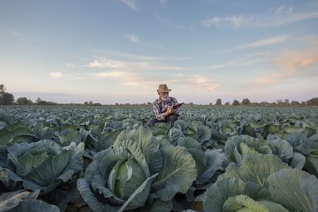 Cabbage grower in field with notebook Adobe Stock