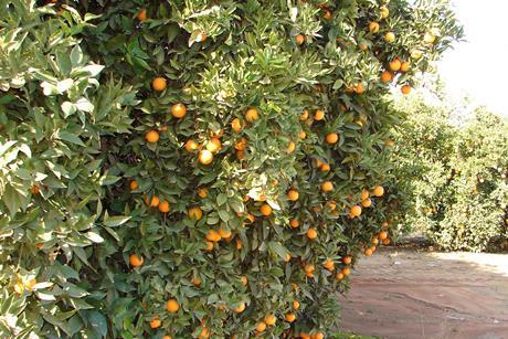 US California Navels