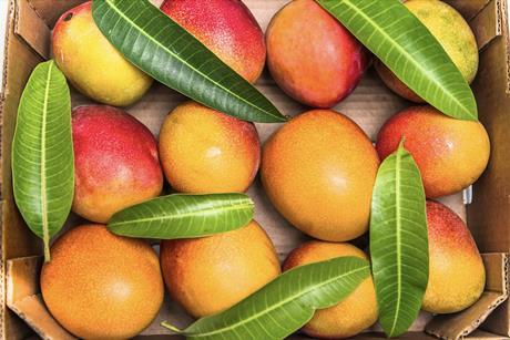 Ataúlfo mangoes in box top-down view