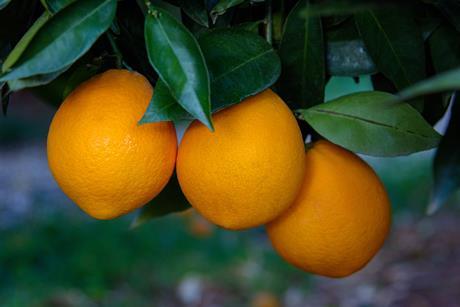 Navel late Adobe Stock
