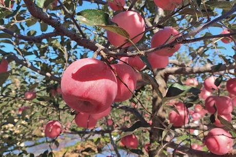 Weather damaged Apples in a Shandong Orchard, China