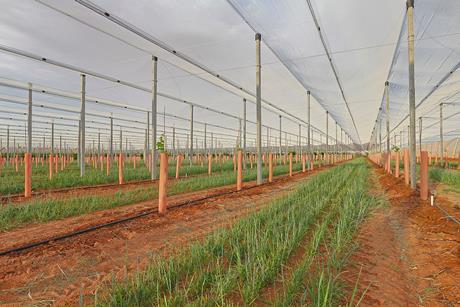 Grape Co H14 kiwifruit vines Australia