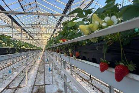 New season strawberries at S&A Produce