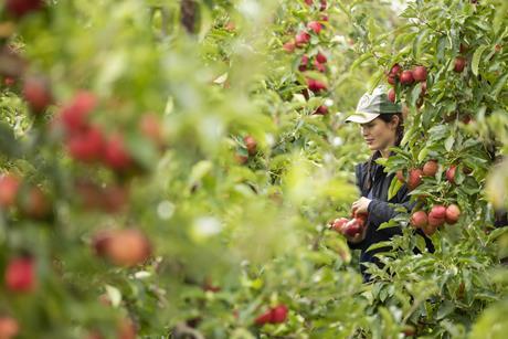 Topfruit is among the recipients of new funding