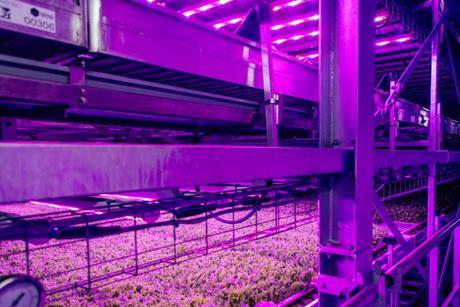 GrowUp Farms supplied leafy salads to major retailers