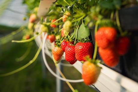 DE Aldina strawberry Aldi Frutania