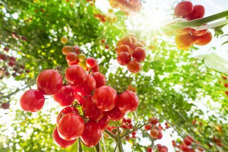 Tomaten Gewächshaus-singkham_AdobeStock