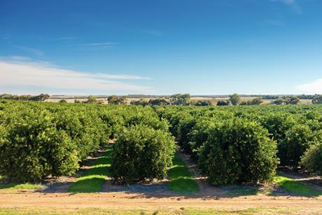 Citrus grove Riverland Australia