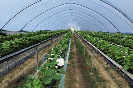 AgriSound Dole