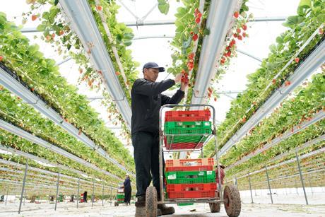 British strawberries are expected to have strong flavour