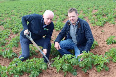 Wilson's Country MD Lewis Cunningham (left) and agronomist Stuart Meredith inspect new season potatoes in North Co Down