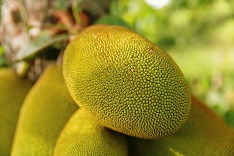 Jackfruit generic rakeem burrell unsplash