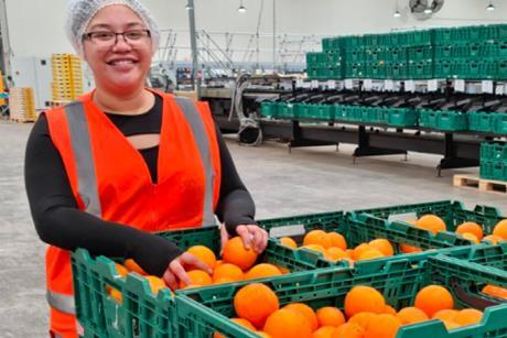 Seeka citrus Keri Keri New Zealand