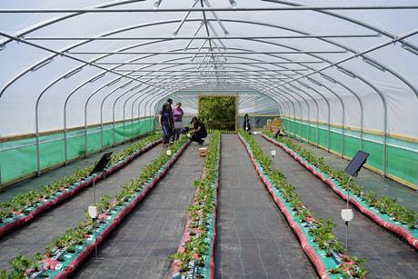 AgriSound UK strawberry pollination project