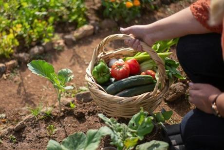 7d2c9db5-acef-4f93-8da1-0fd8f8e15c93_WUR partnership EIT Food - pexels-kampus-7658822_750x400