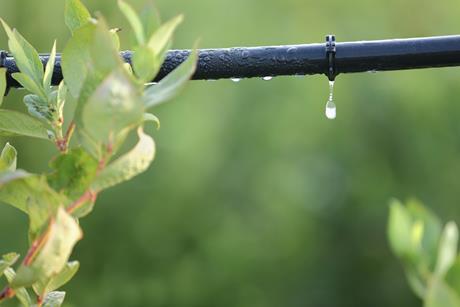Drip irrigation Adobe Stock