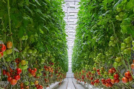 Tomato greenhouse