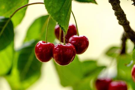 Turkish cherries