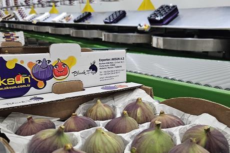 TU Aksun figs
