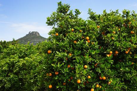 Generic oranges on tree