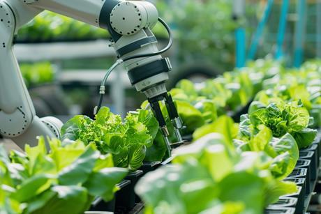 Robotic harvesting