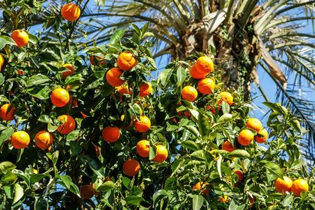 Citrus is a key export to the UK from both Morocco and Egypt