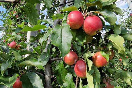 In Deutschland erzeugte rote Äpfel am Baum.