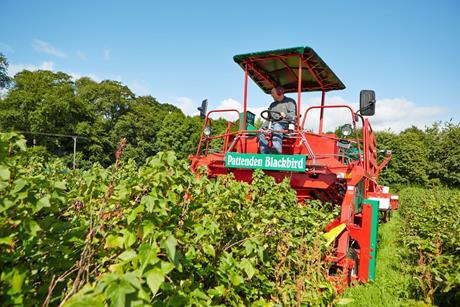 Blackcurrant growers are investing in climate resilience