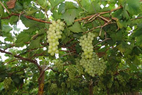 Empafrut Tafeltrauben White Seedless (6)