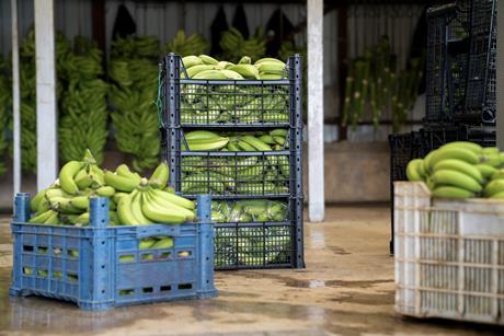 Bananas packed for export Adobe Stock
