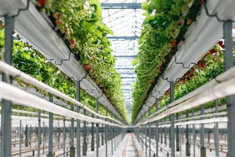UK S&A Produce