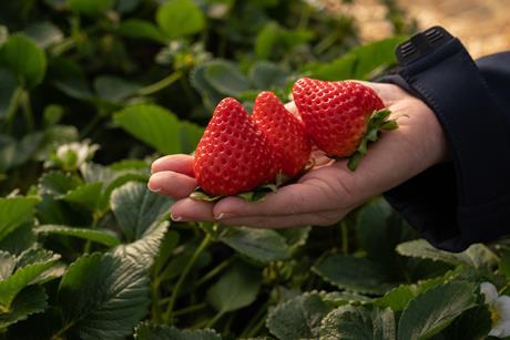 Growers have reportedly praised the variety for its ease of picking and high tolerance to botrytis