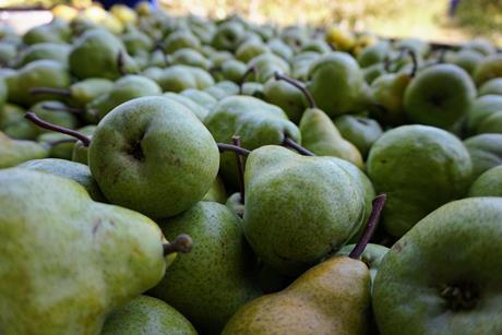 South Africa pears