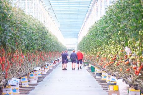Thanet Earth continues to expand its glasshouse footprint