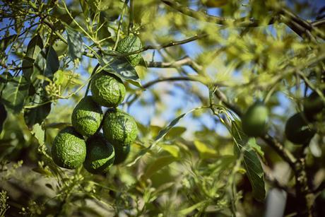 Avocados am Baum