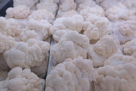 Lion's Mane is seeing huge surge in demand