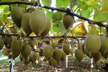 Neuseeland Kiwi Gold - Puketiro (6)