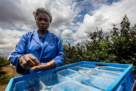 Blueberry harvesting in Zimbabwe Lucentlands Media