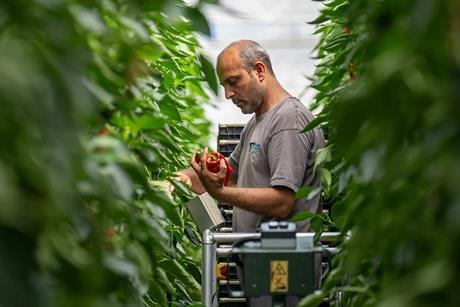 The new agreements will strengthen Sainsbury’s supply resilience in greenhouse vegetables