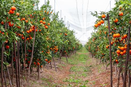 SweetCott orchard