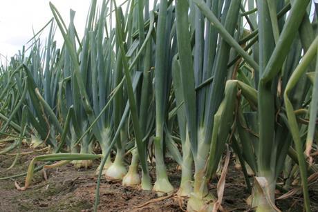 Onions are threatened by the Bean Seed Fly